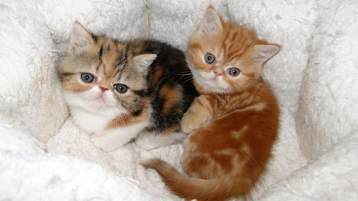 Aktuelle Kitten
