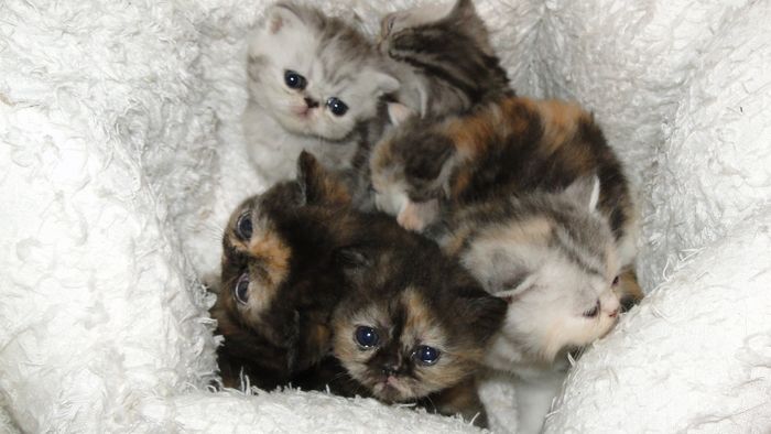 Kitten vergangener Jahren